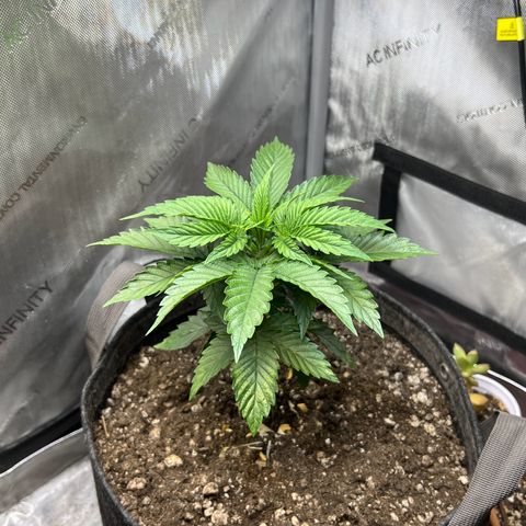Blue Dream growlog timeline photo