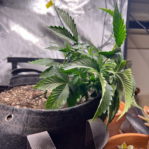 Blue Dream growlog photo: LST