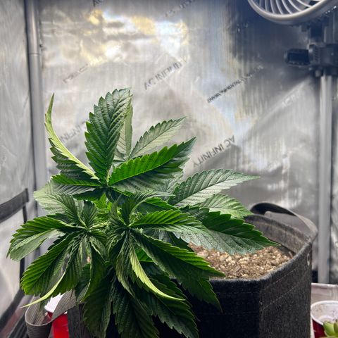 Blue Dream growlog photo: LST