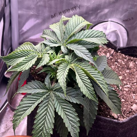 Blue Dream growlog timeline photo