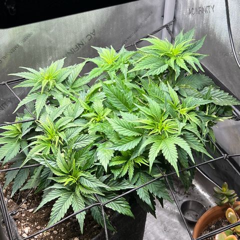Blue Dream growlog timeline photo