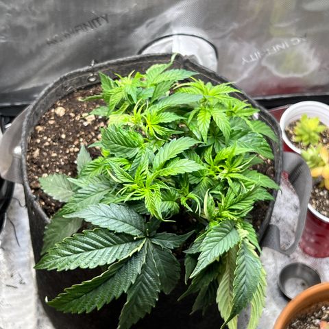 Blue Dream growlog timeline photo