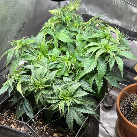 Blue Dream growlog timeline photo