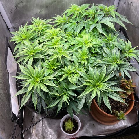 Blue Dream growlog timeline photo