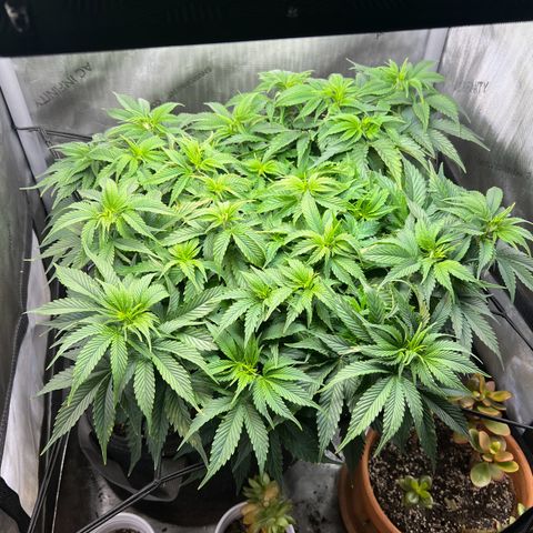 Blue Dream growlog timeline photo