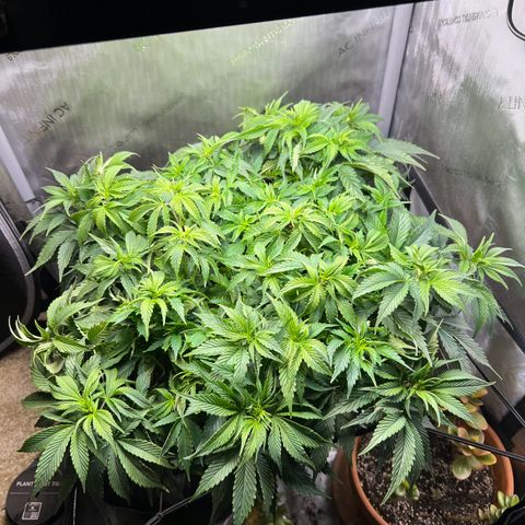 Blue Dream growlog timeline photo