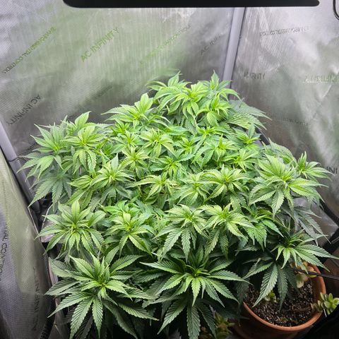 Blue Dream growlog timeline photo