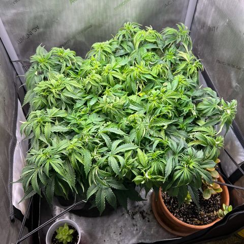 Blue Dream growlog timeline photo