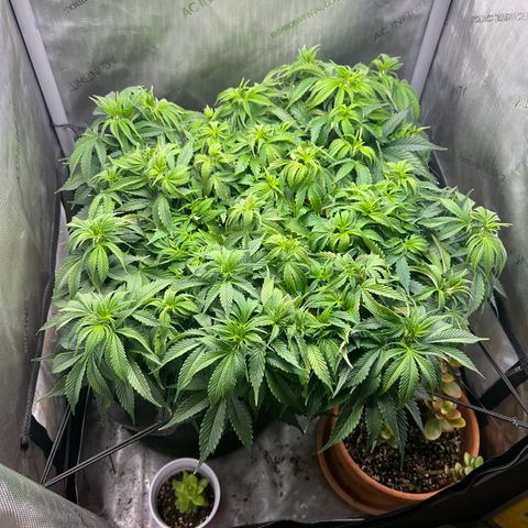Blue Dream growlog timeline photo