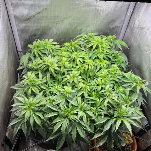 Blue Dream growlog timeline photo