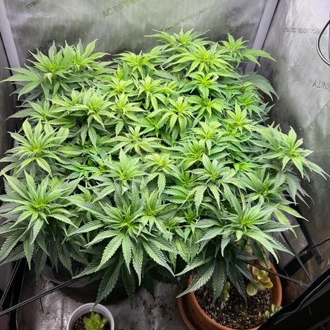 Blue Dream growlog timeline photo