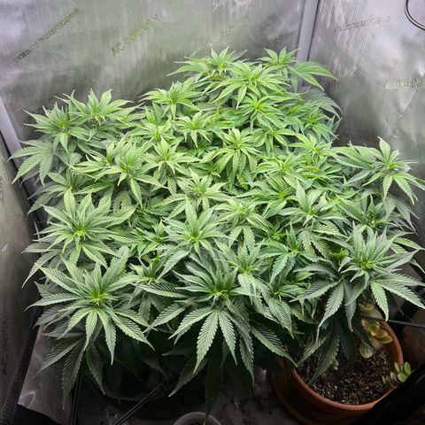 Blue Dream growlog timeline photo