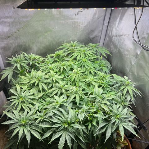 Blue Dream growlog timeline photo
