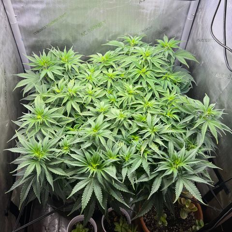 Blue Dream growlog timeline photo