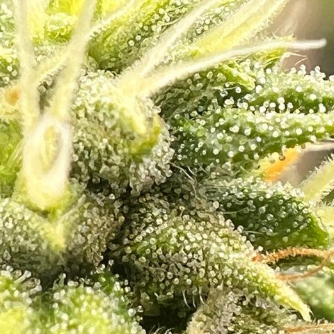 OG Kush growlog timeline photo