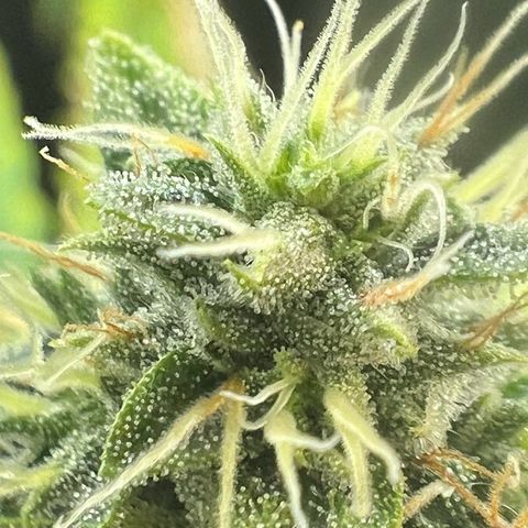 OG Kush growlog timeline photo