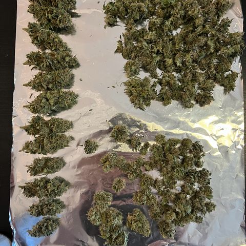 OG Kush growlog timeline photo