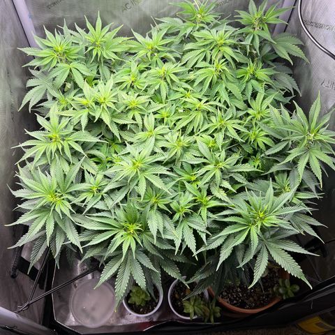 Blue Dream growlog timeline photo