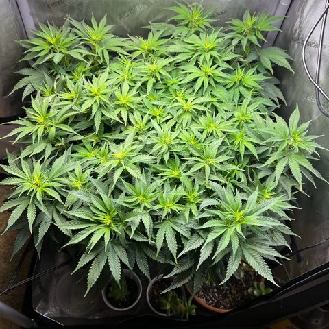 Blue Dream growlog timeline photo