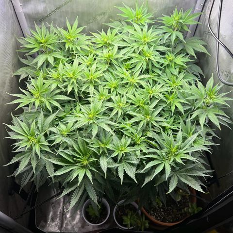 Blue Dream growlog timeline photo