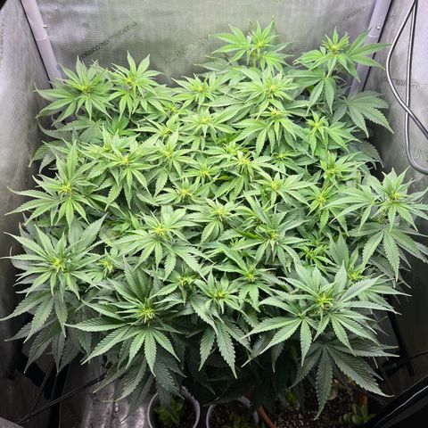 Blue Dream growlog timeline photo