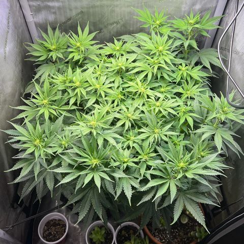 Blue Dream growlog timeline photo