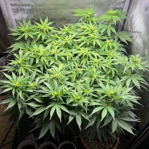 Blue Dream growlog timeline photo