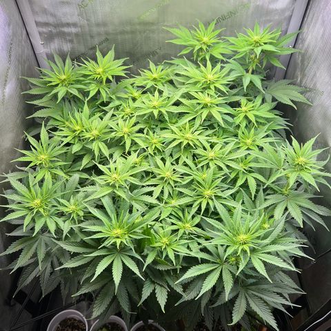 Blue Dream growlog timeline photo