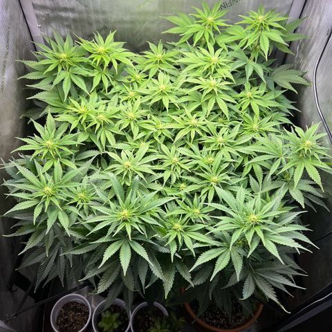 Blue Dream growlog timeline photo