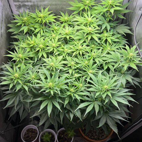Blue Dream growlog timeline photo