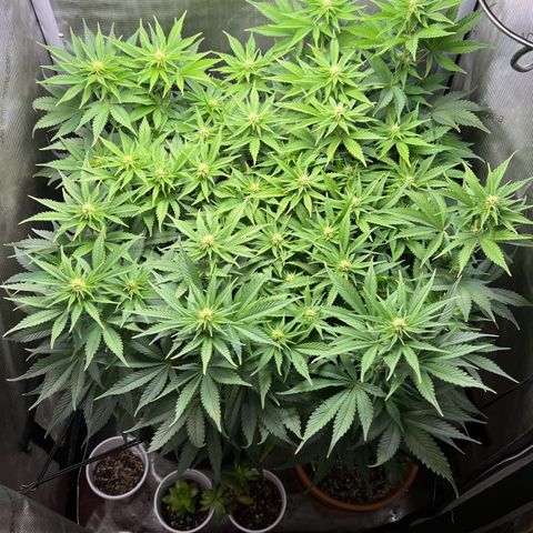 Blue Dream growlog timeline photo