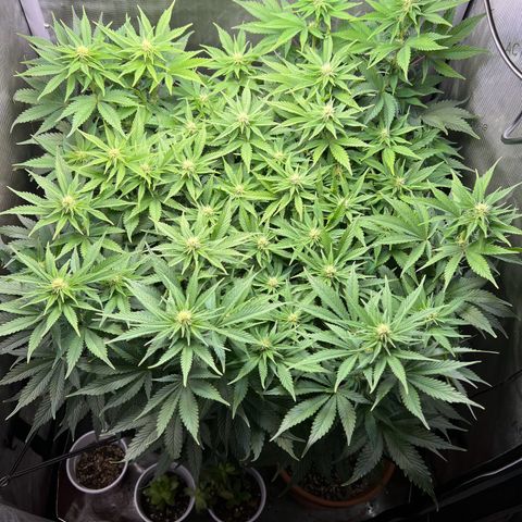 Blue Dream growlog timeline photo