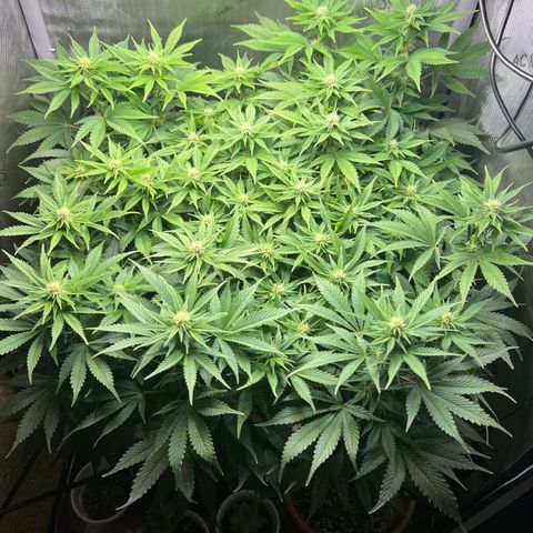 Blue Dream growlog timeline photo