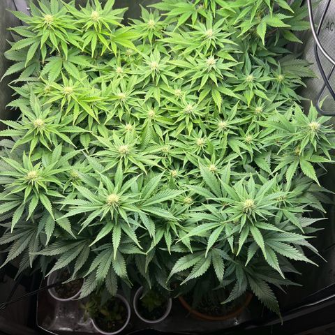 Blue Dream growlog timeline photo