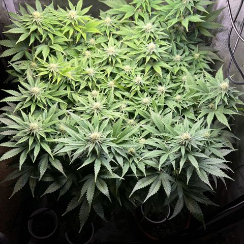 Blue Dream growlog timeline photo
