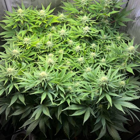 Blue Dream growlog timeline photo