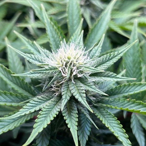 Blue Dream growlog timeline photo