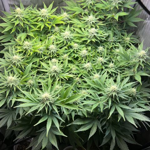 Blue Dream growlog timeline photo