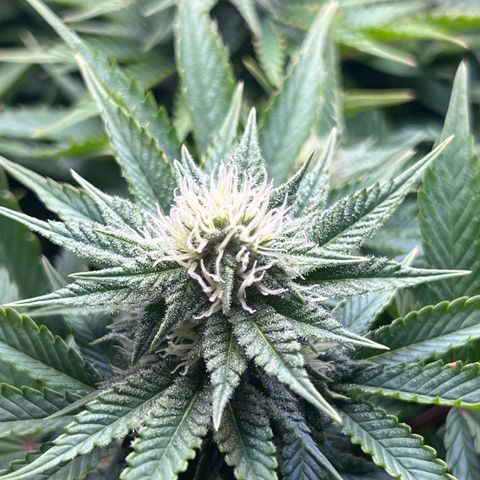 Blue Dream growlog timeline photo