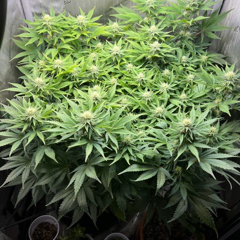 Blue Dream growlog timeline photo