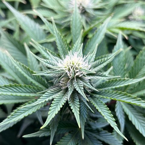 Blue Dream growlog timeline photo