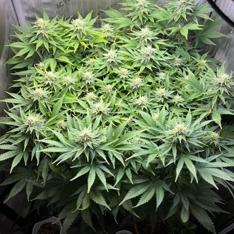 Blue Dream growlog timeline photo