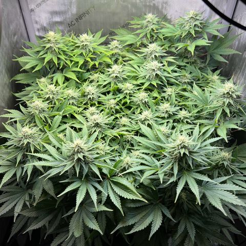 Blue Dream growlog timeline photo