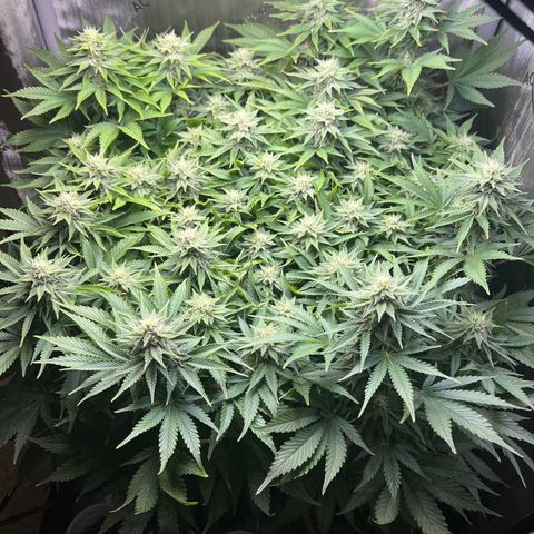 Blue Dream growlog timeline photo