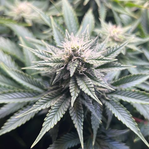 Blue Dream growlog timeline photo