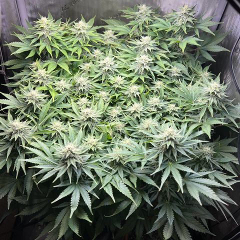 Blue Dream growlog timeline photo