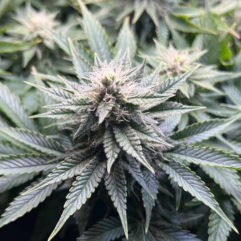 Blue Dream growlog timeline photo