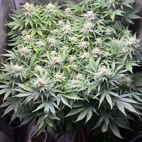 Blue Dream growlog timeline photo