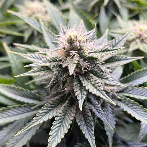 Blue Dream growlog timeline photo
