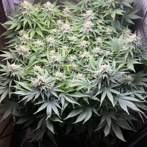 Blue Dream growlog timeline photo